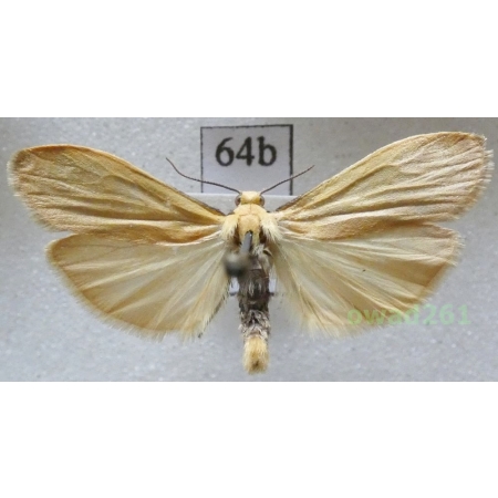 Eilema sororcula (Hufnagel, 1766) Czech64b